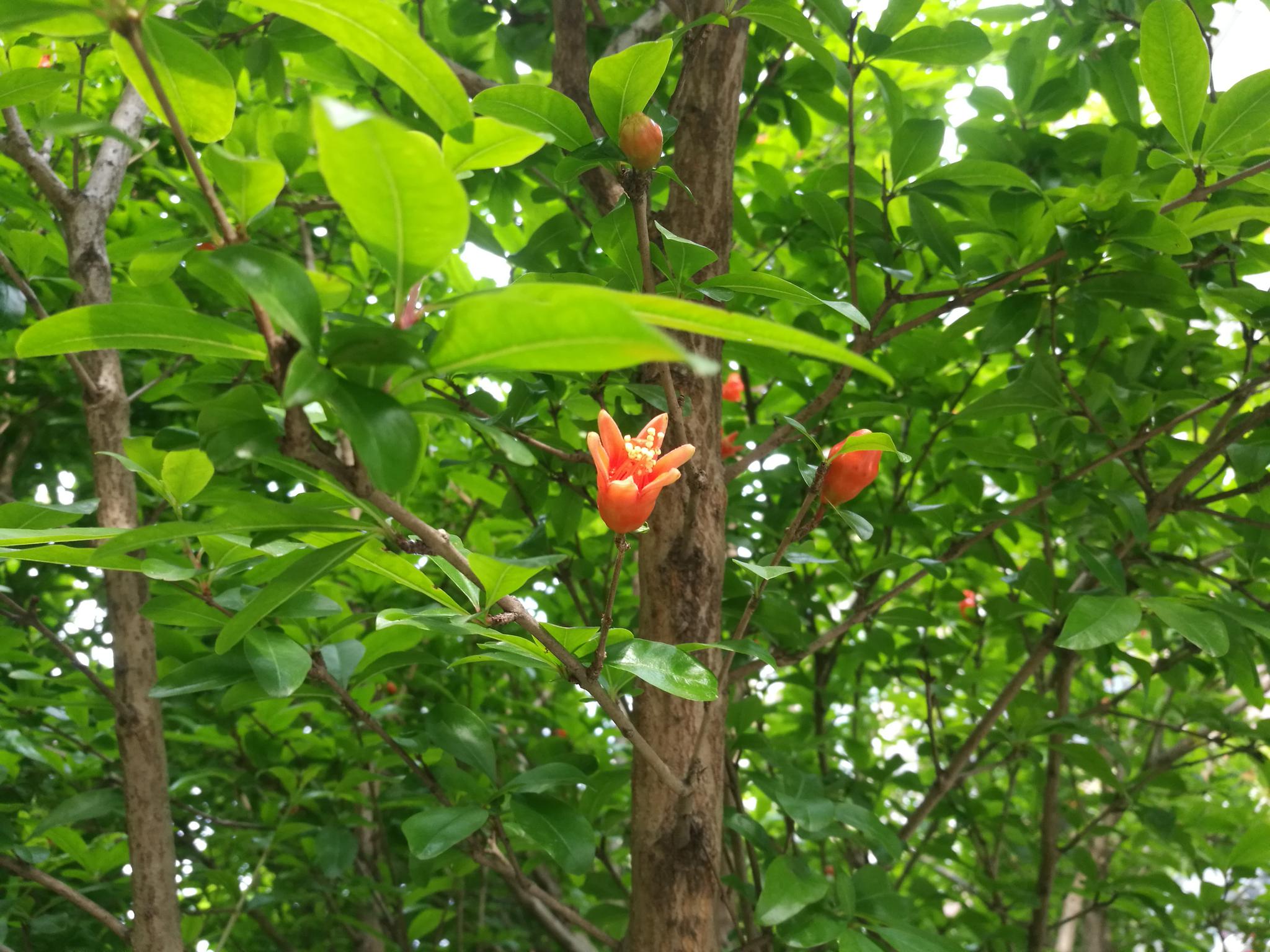 石榴盆栽立夏园艺(石榴盆栽夏季怎样养护)