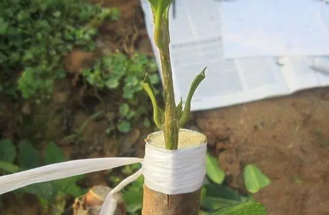 园艺植物嫁接实验(园艺植物嫁接实验视频)