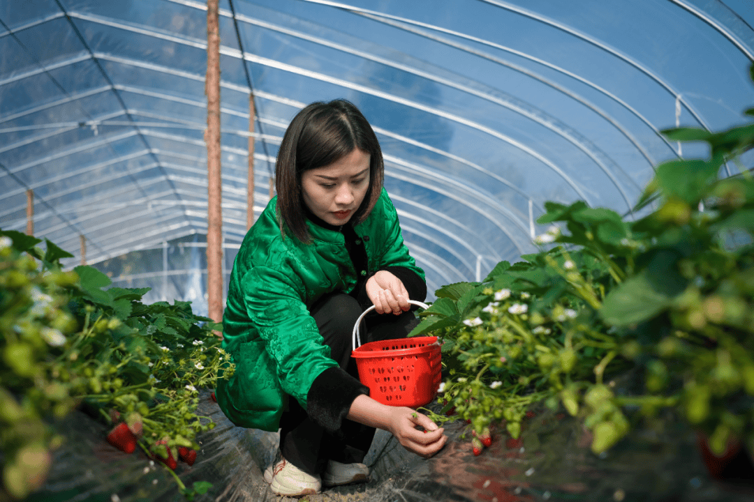 歙县园艺场摘草莓(歙县园艺场附近规划)