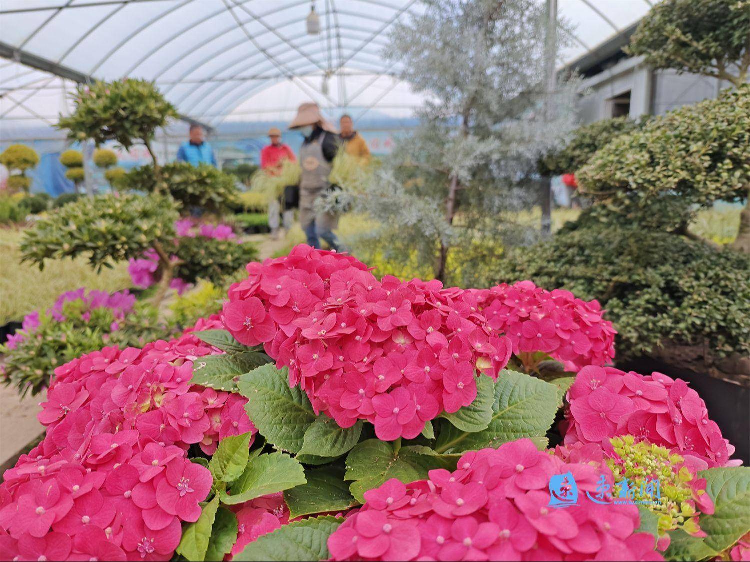 沐阳帝瑞花木园艺(宁光院士家族三兄弟)