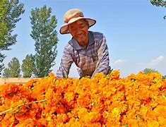 汝州幸福里花卉园艺(汝州硕平花海游乐项目)