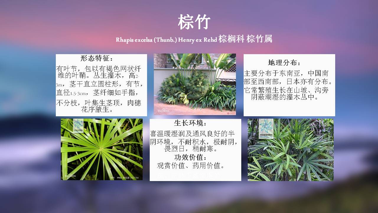 园艺的绿植介绍(园艺的绿植介绍怎么写)