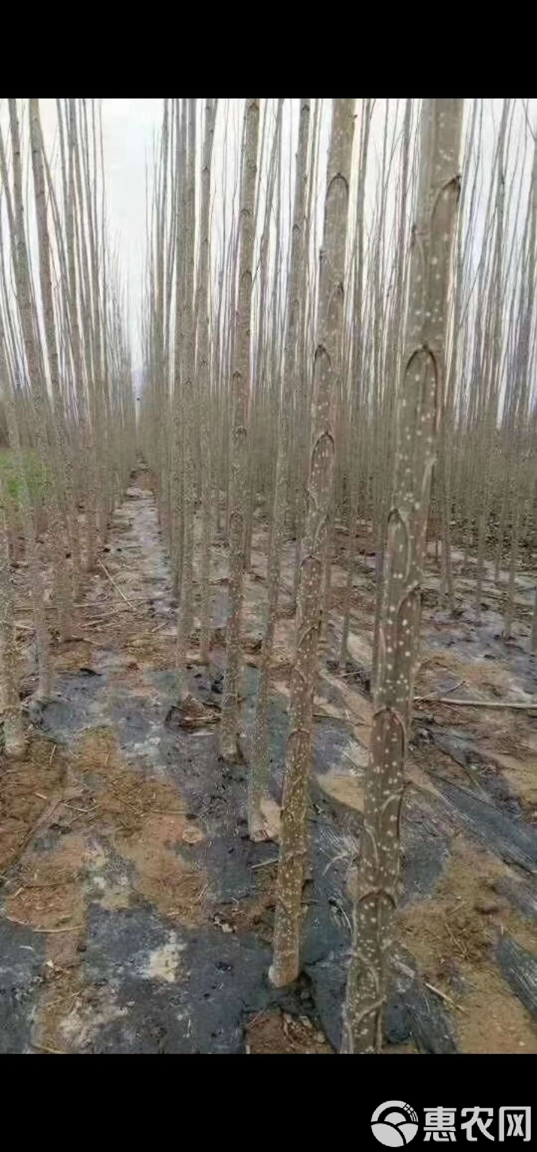 柳州大桥园艺场树苗(柳州大桥园艺场树苗价格)