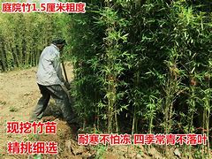 北方园艺投稿格式(北方园艺期刊好投稿吗)