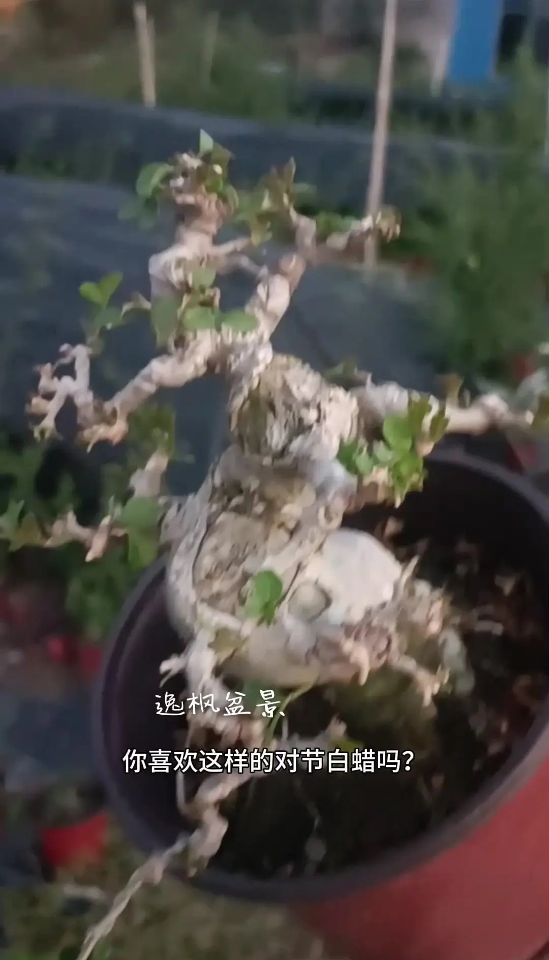 白蜡属于林业还是园艺(白蜡是国家几级保护植物)