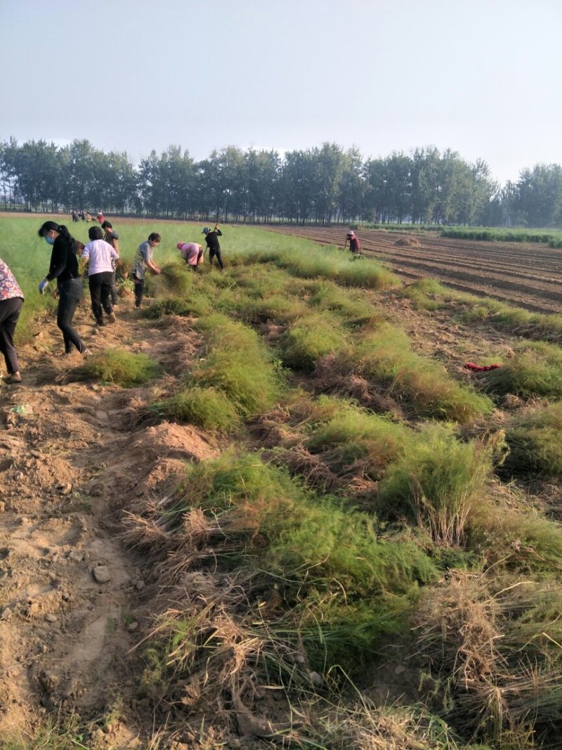 小溪园艺芦笋种植基地(芦笋种植成本多少钱一亩)