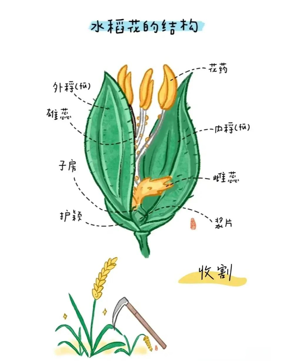 水稻算不算园艺植物(水稻算不算园艺植物类)