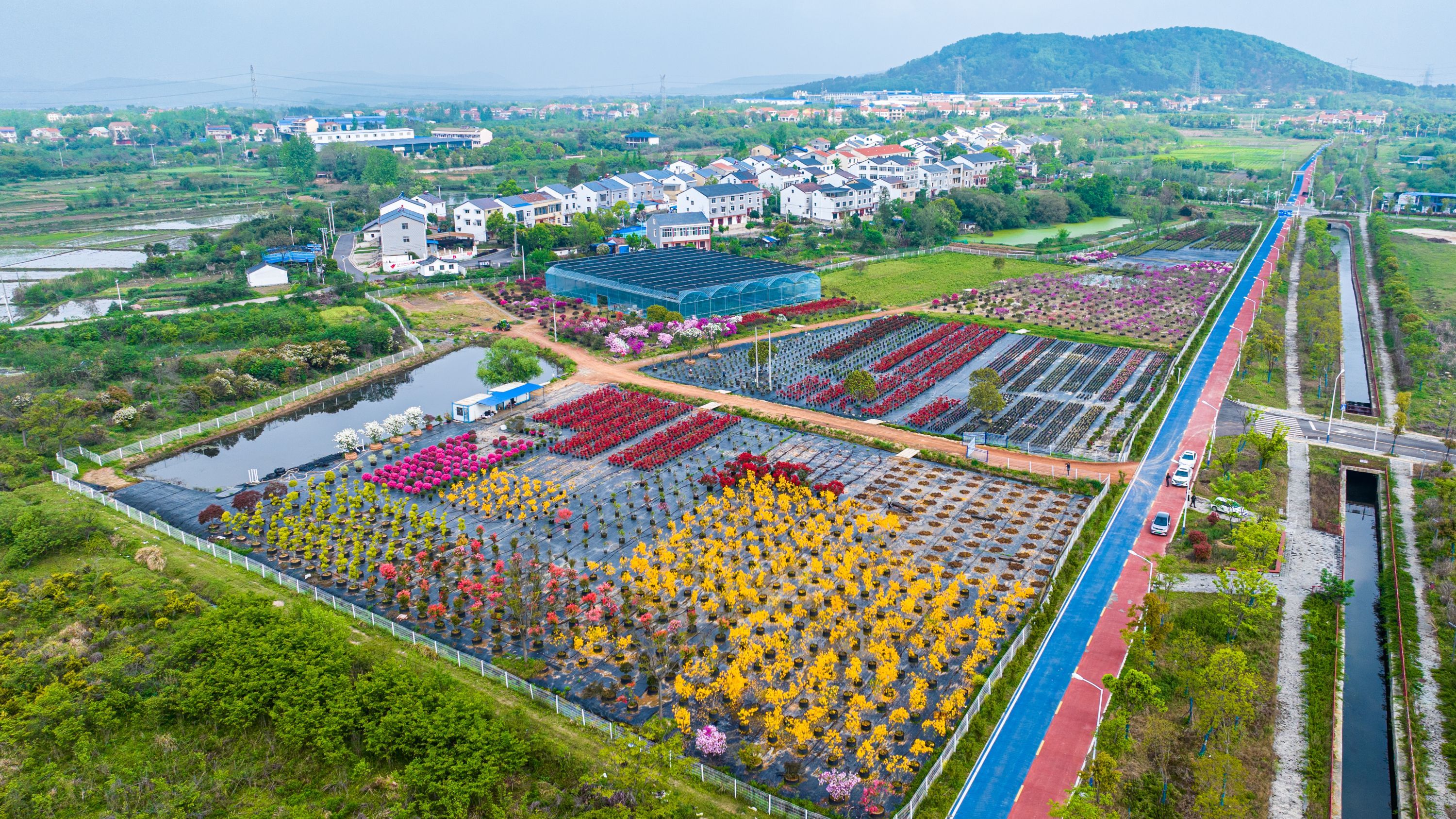 揭东园艺苗木场(绿化苗木品种大全及价格)