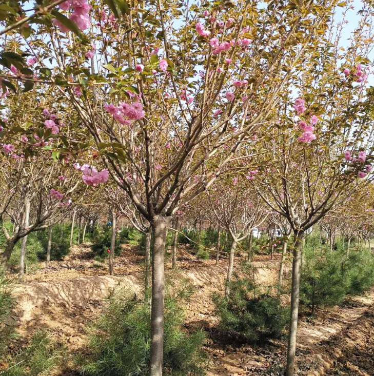 邵阳园艺场樱花(邵阳生态公园樱花)