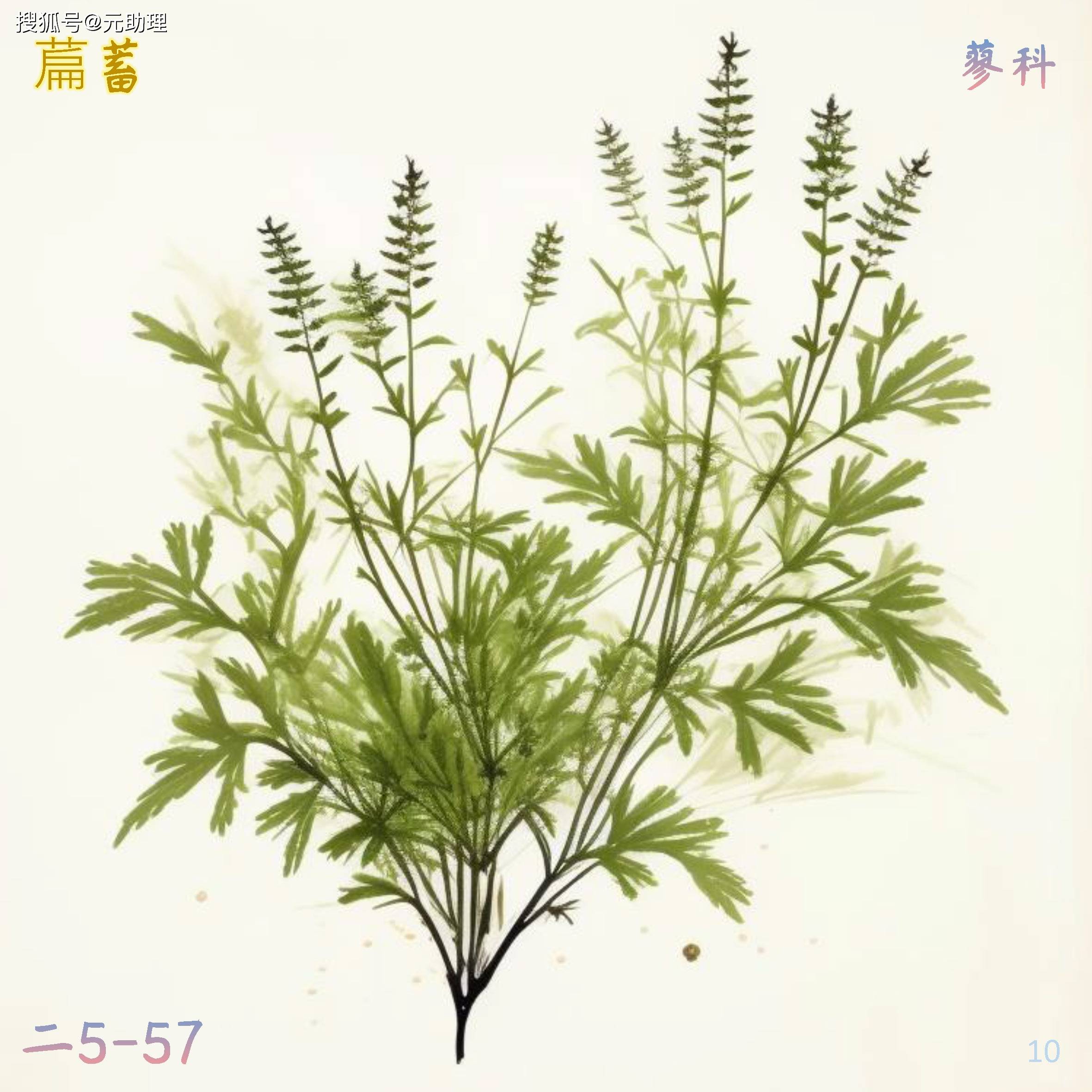 会计果干属于园艺植物的简单介绍