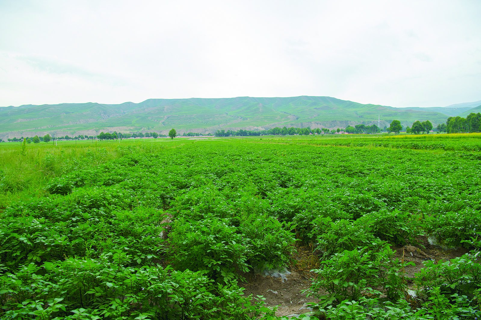 园艺土豆怎么种植(种植园里的土豆如何安全过冬)