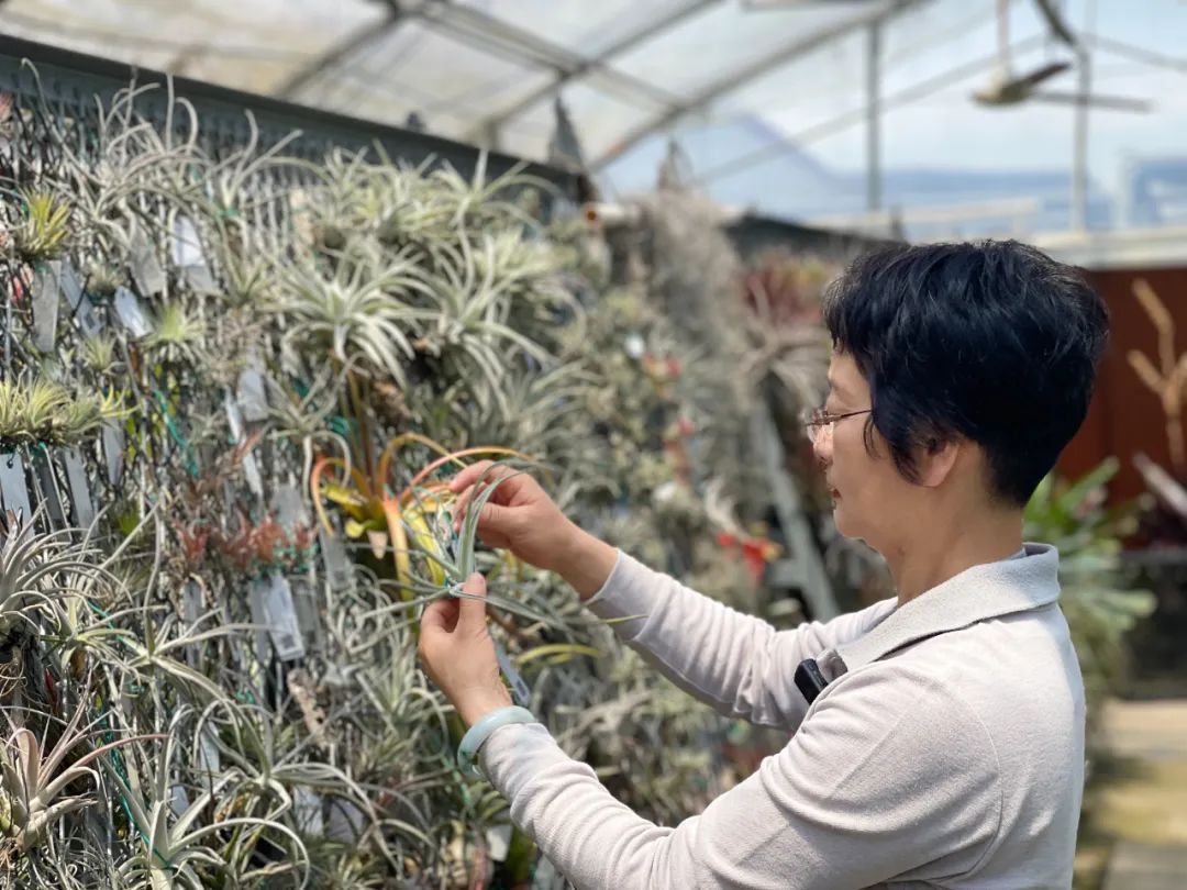 上海园艺师照片(上海园艺师资格证报名官网)