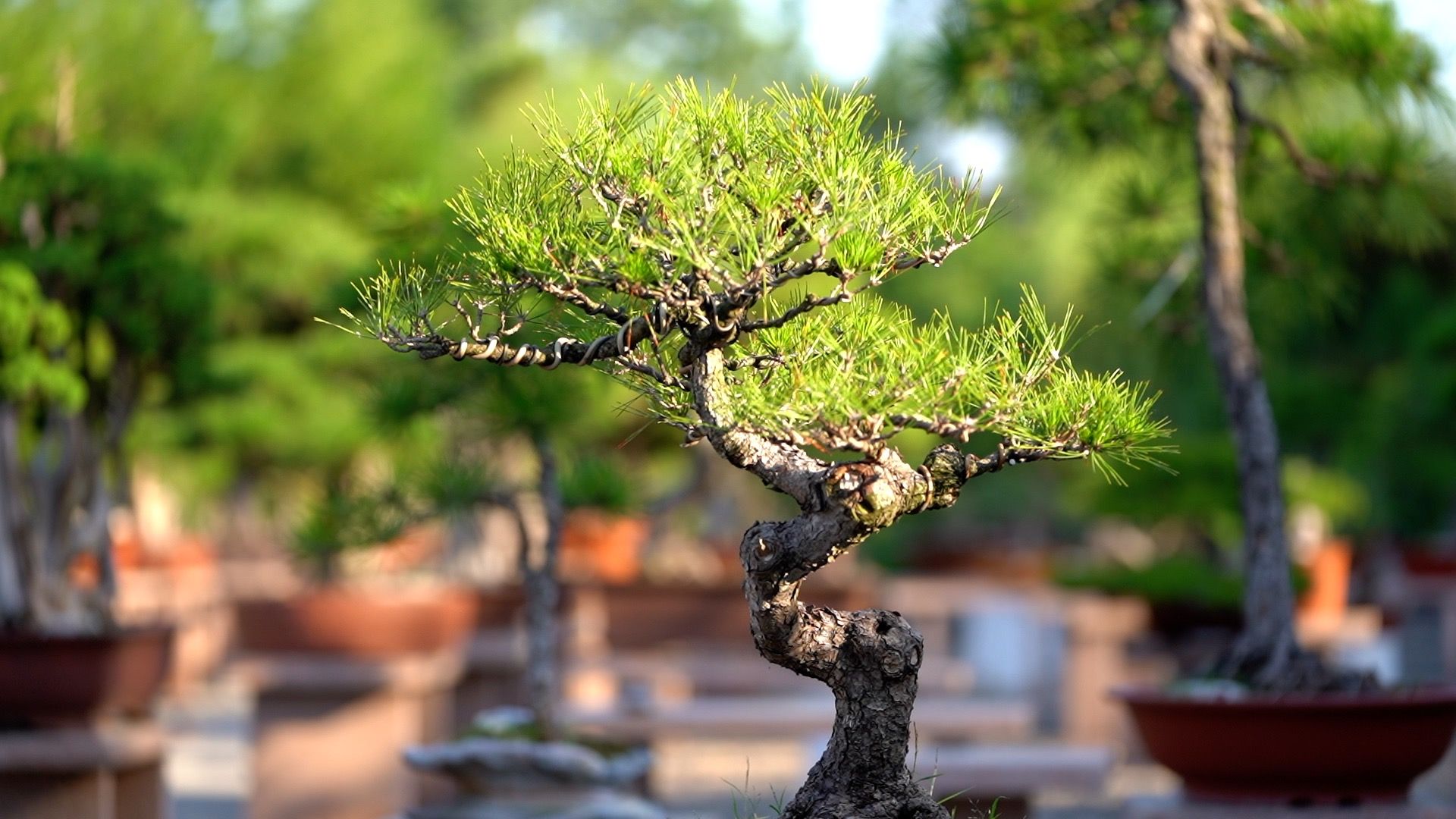 柏林里花卉园艺盆景(柏林园林生物科技有限公司)