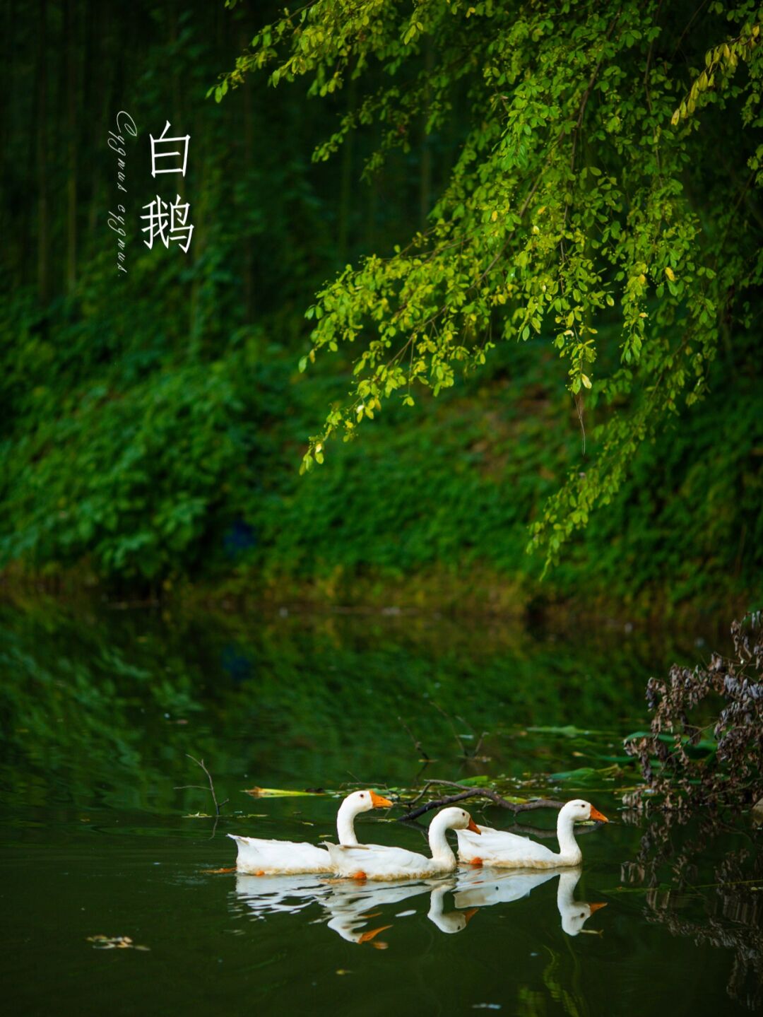 大白鹅园艺花卉(常见100种花卉)