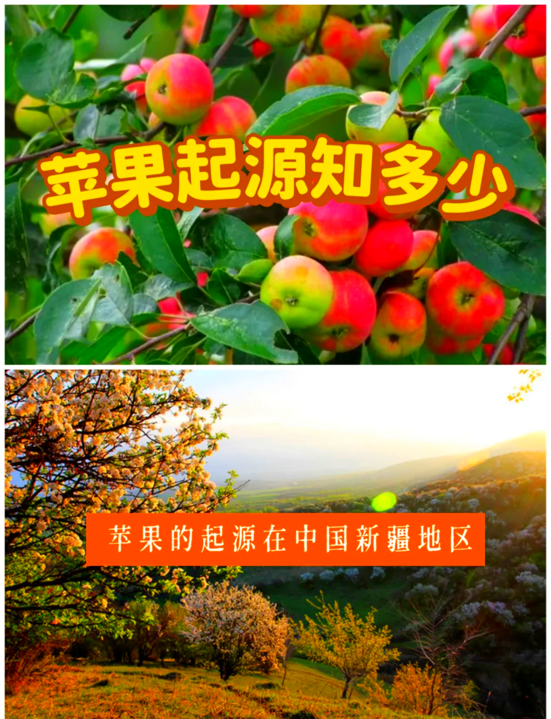 苹果的园艺产业历史(苹果园建园的技术方案)