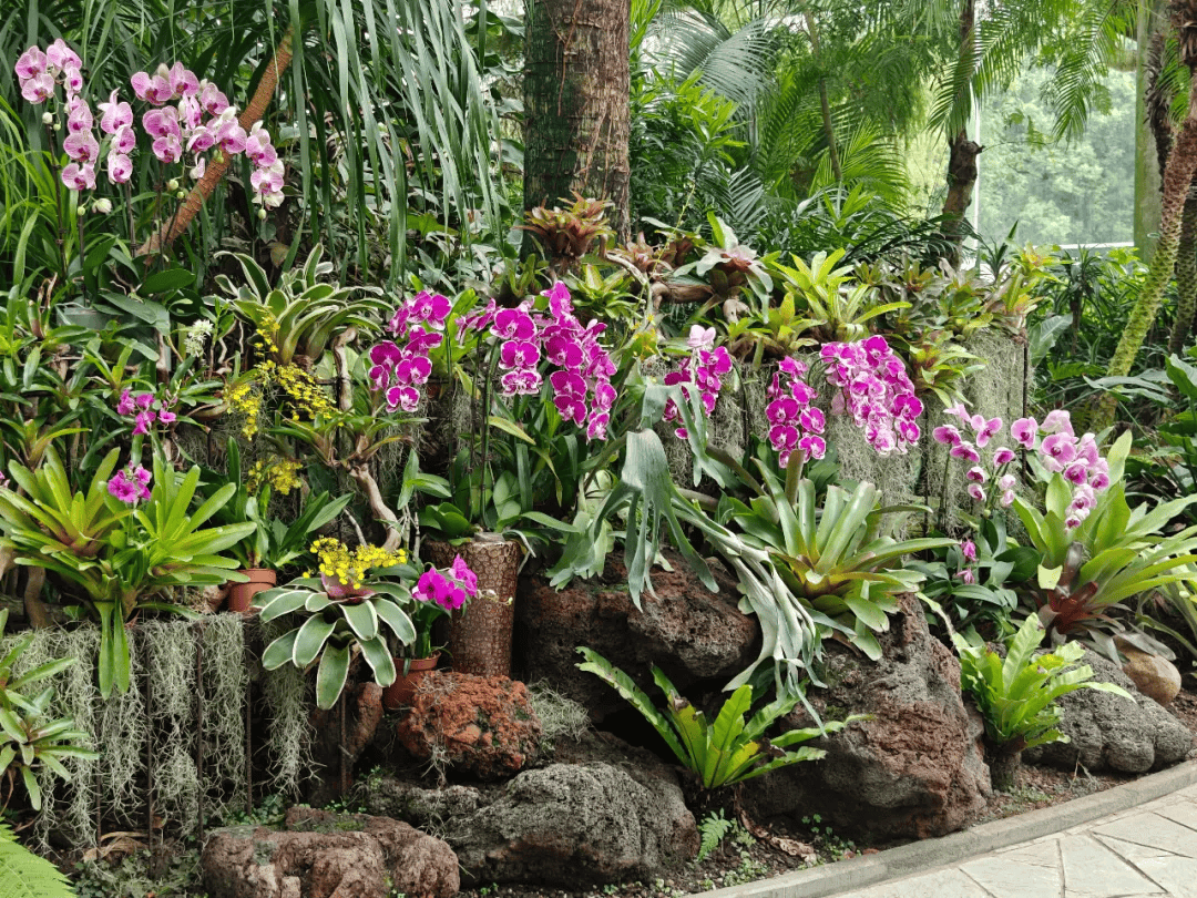 上海园艺展观叶植物(上海园艺展观叶植物有哪些)