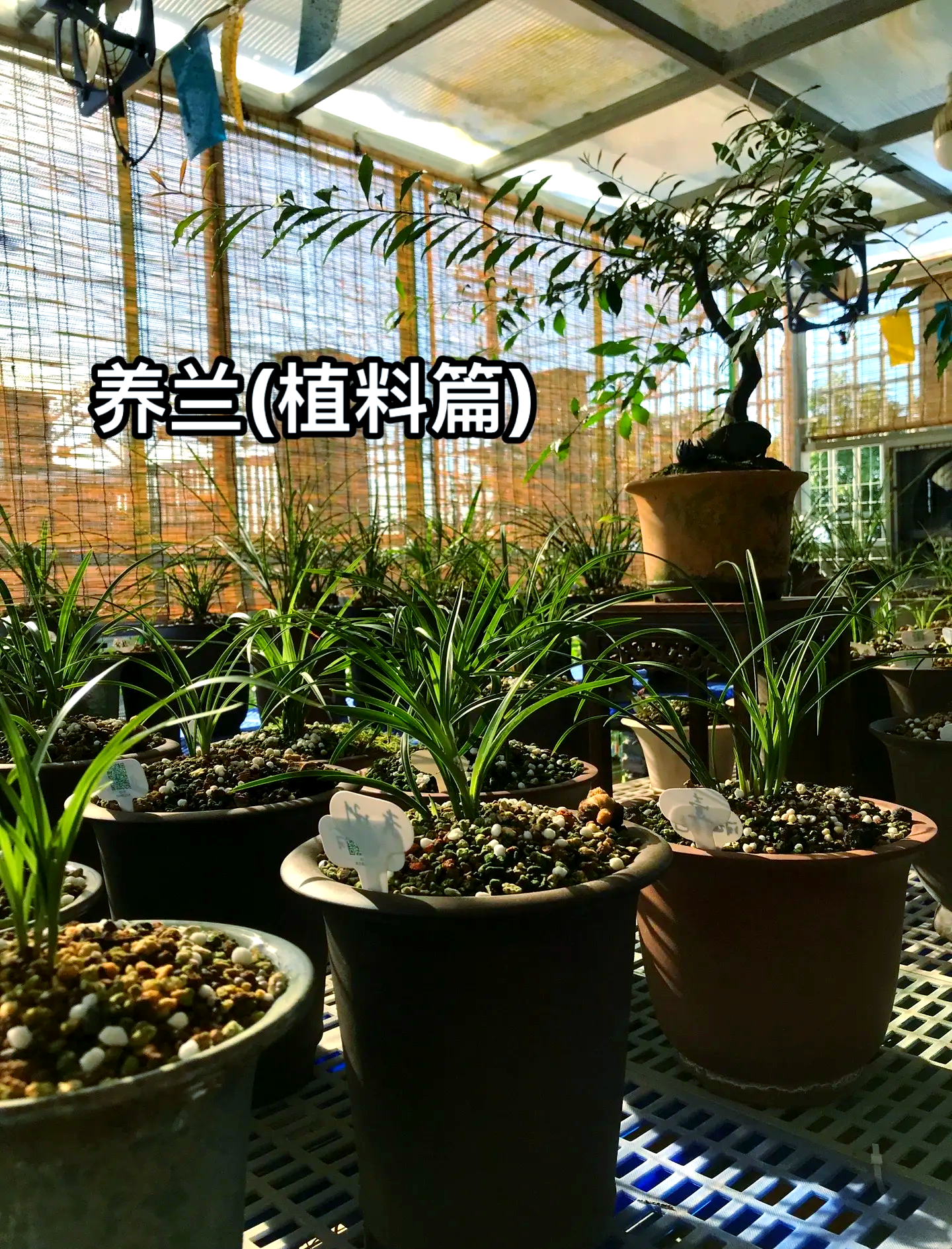 园艺兰花种植方法(兰花专类园植物配置)