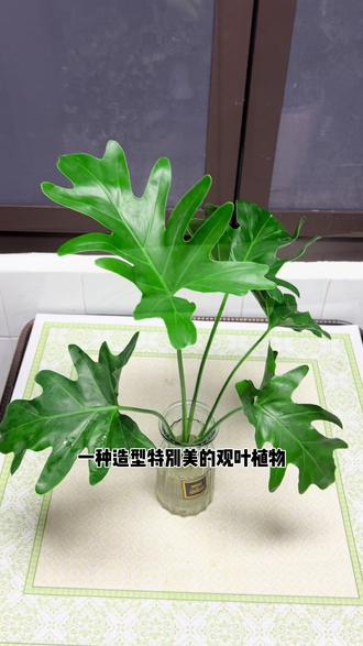 园艺水培植物春雨(春雨绿植水培养殖方法)