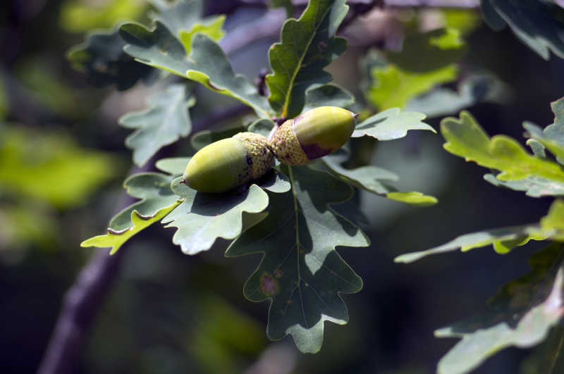 园艺植物橡子是什么(园艺植物橡子是什么植物)