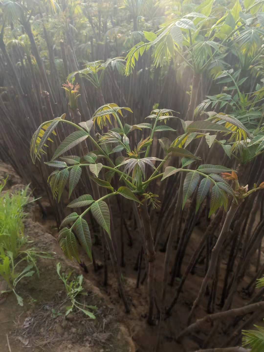 菏泽香椿小苗园艺场(菏泽哪里有香椿种植基地)