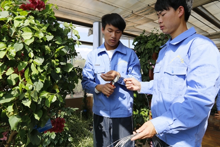 林业职业学院园艺系(林业职业技术学院什么时候开学)