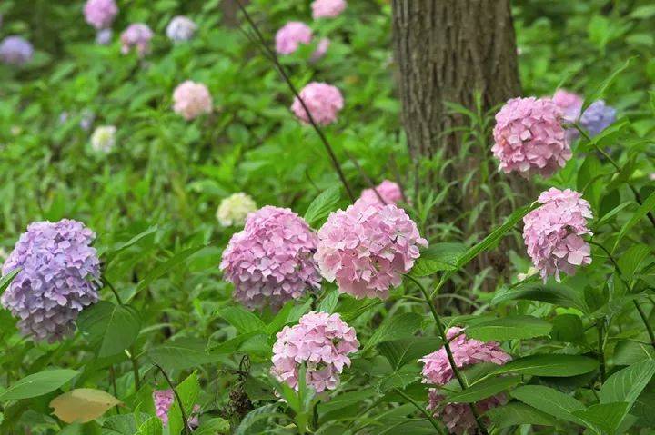 我行我素花圃园艺(一路生花完整版)