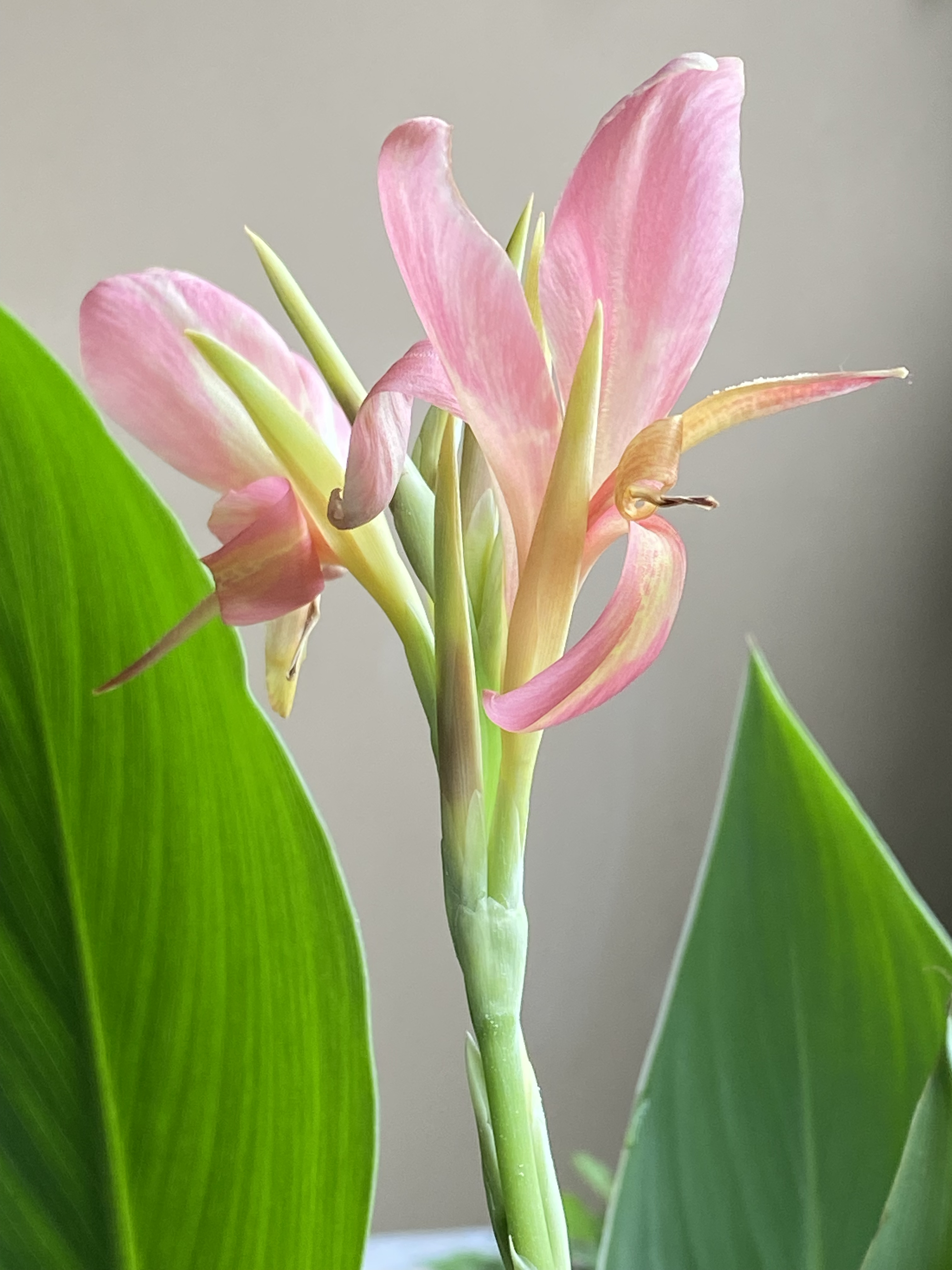 温州花卉园艺花卉(温州花卉市场联系方式)