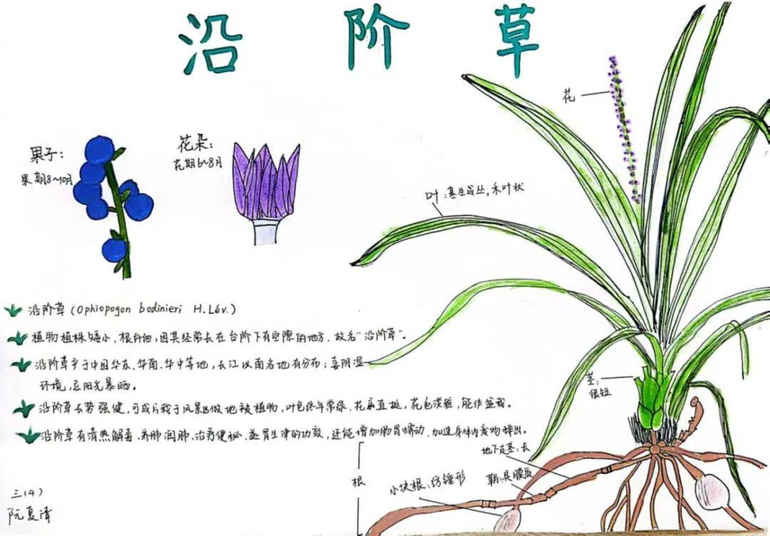 园艺植物研究法课程作业(园艺植物研究法课程作业答案)