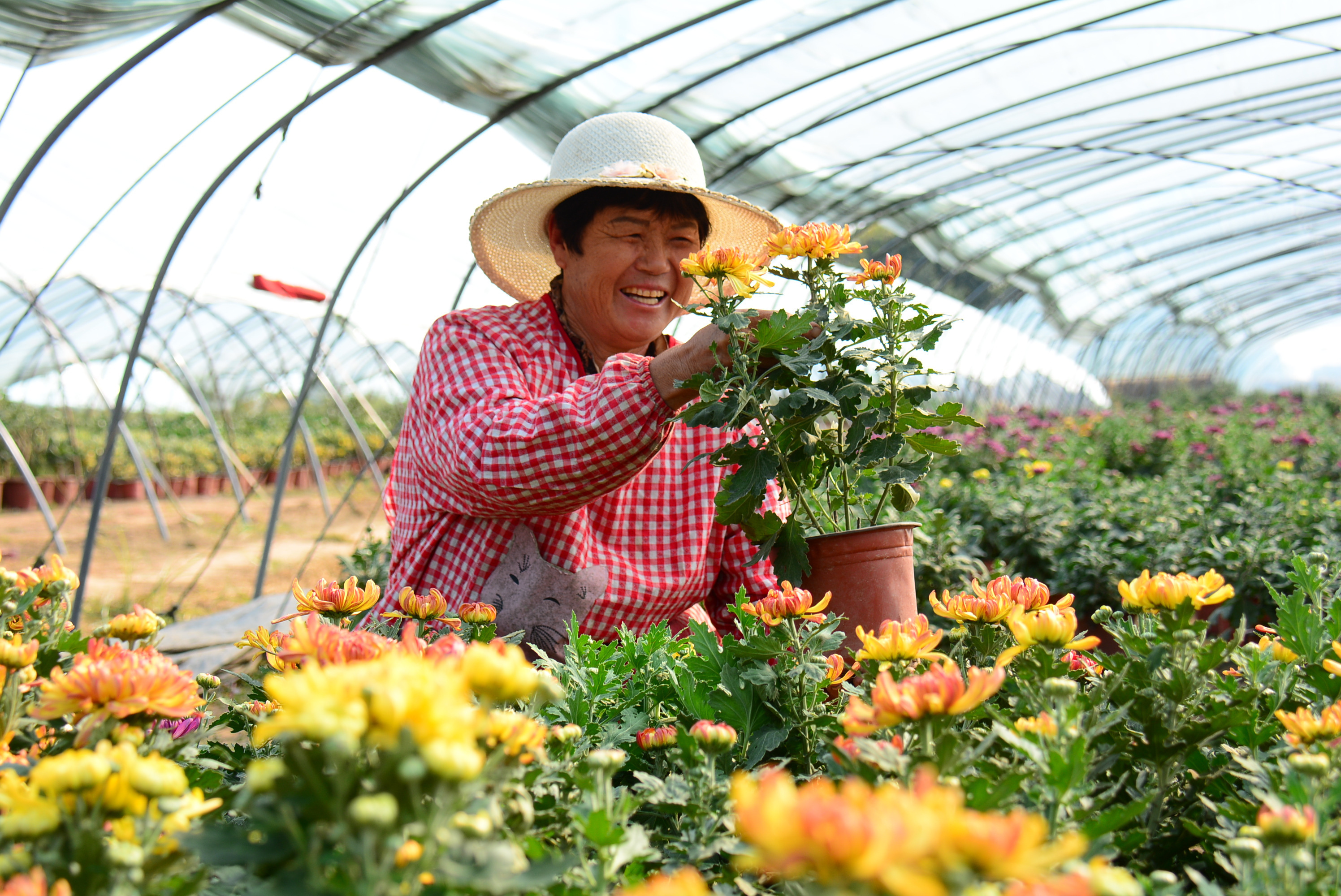 郯城景松花卉园艺苗圃(苗圃工程骨干园长凌春媛)