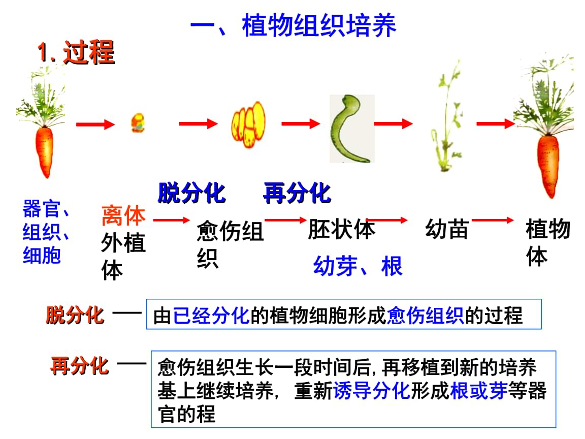 原生质体园艺植物应用(原生质体培养在园艺植物研究中的应用)