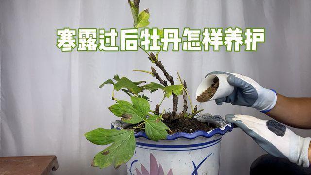 园艺师教你养护技巧(园艺师教你养护技巧有哪些)