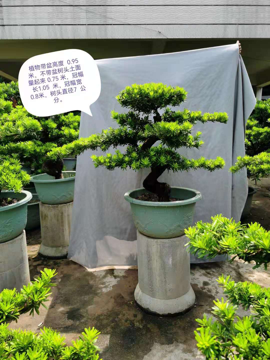 盆栽绿植园艺图片高清(绿植盆栽树图片名称大全)