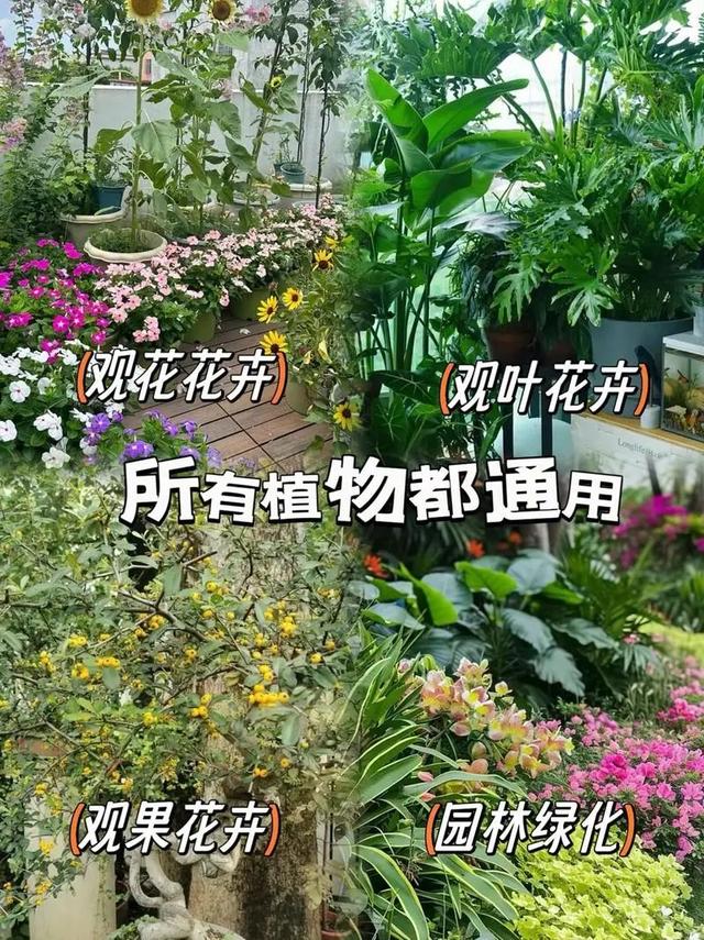 园艺花坛植物怎么养殖(园艺花坛植物怎么养殖方法)