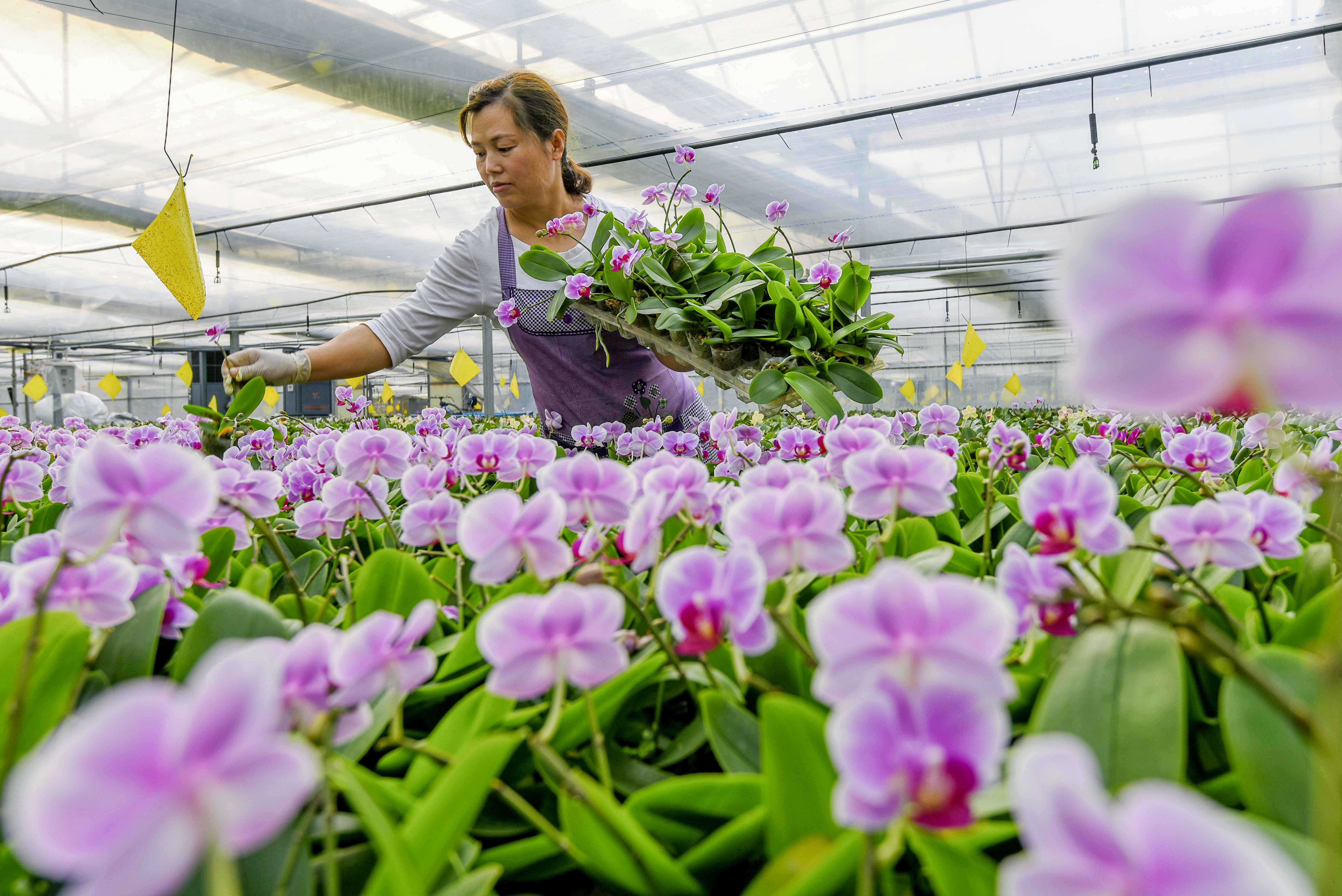 青州植得花卉园艺(山东青州花卉批发基地电话)