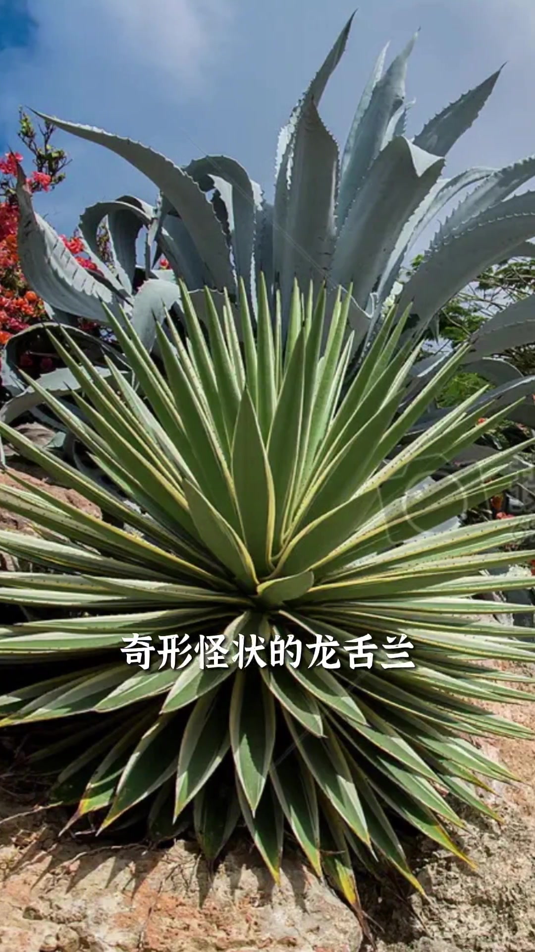 园艺容易认错的植物(园艺容易认错的植物是什么)