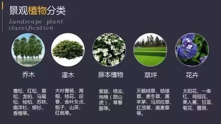 园艺绿化植物名称(园艺绿化植物名称有哪些)