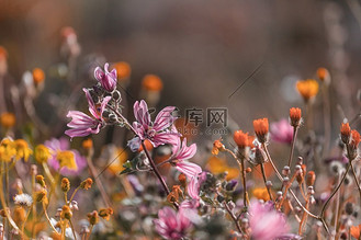 晴天园艺杜鹃花(晴天园艺杜鹃花好养吗)