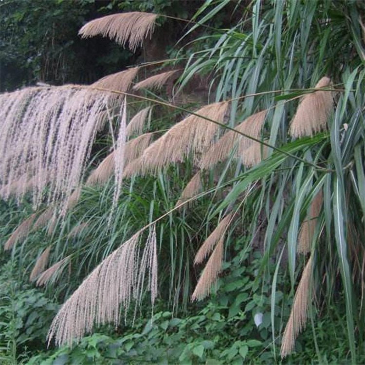 喜欢水的园艺植物(喜欢水的园艺植物是什么)