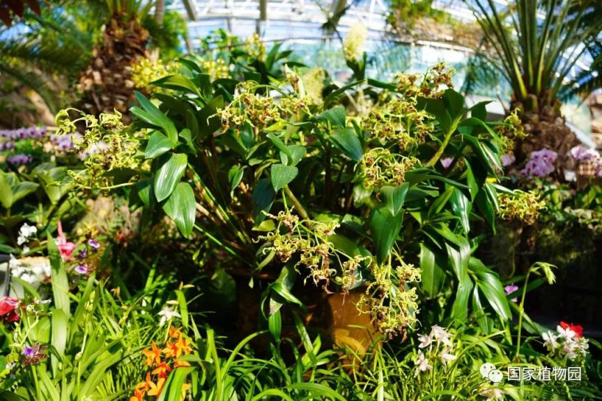 园艺植物上代表昆虫(什么是园艺植物昆虫学)