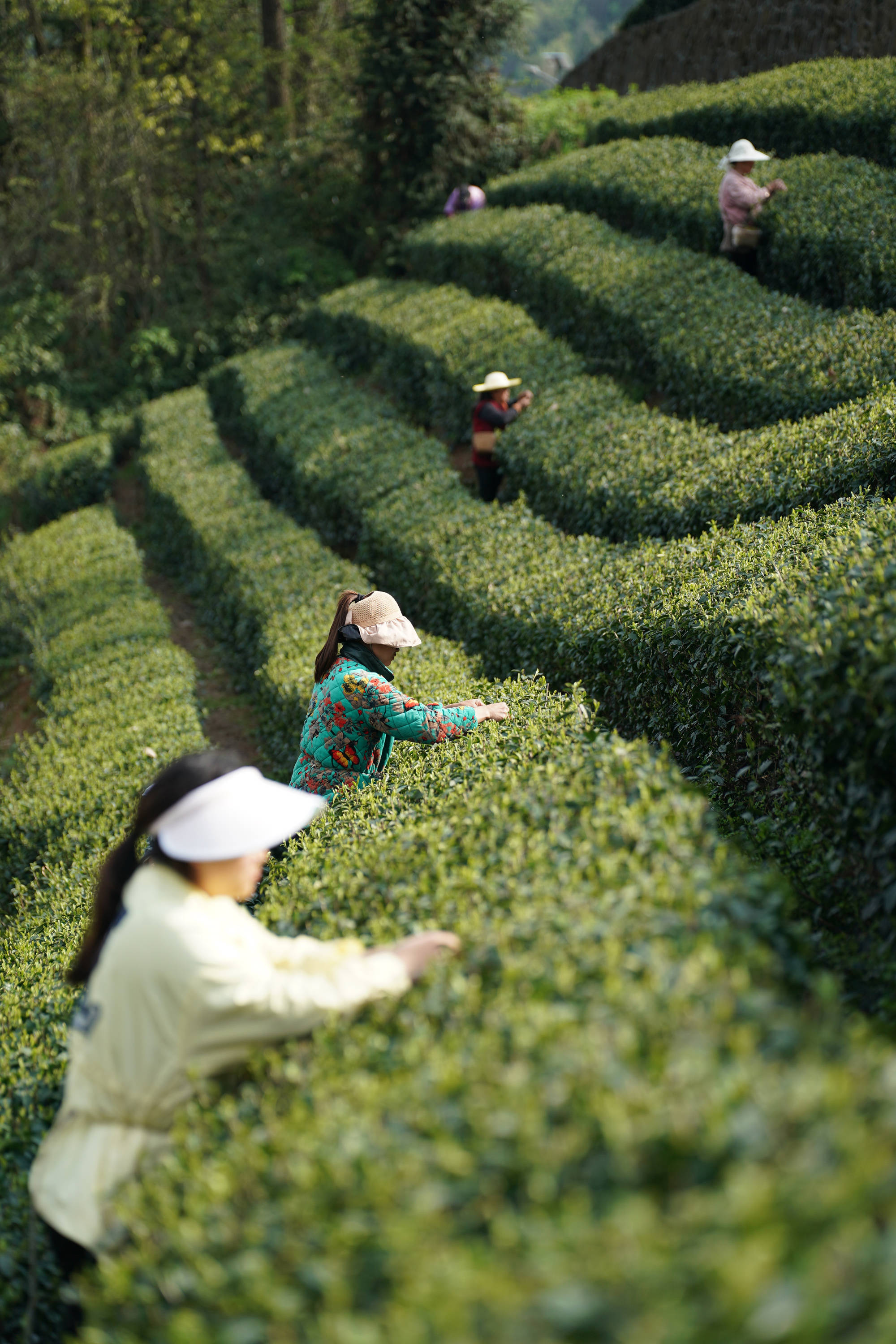 茶园防冻陕西园艺(茶园防寒抗冻技术措施)