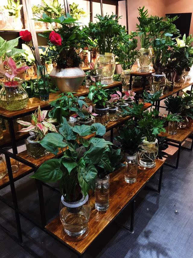 花草园艺生活馆(盆栽花卉绿植店加盟)