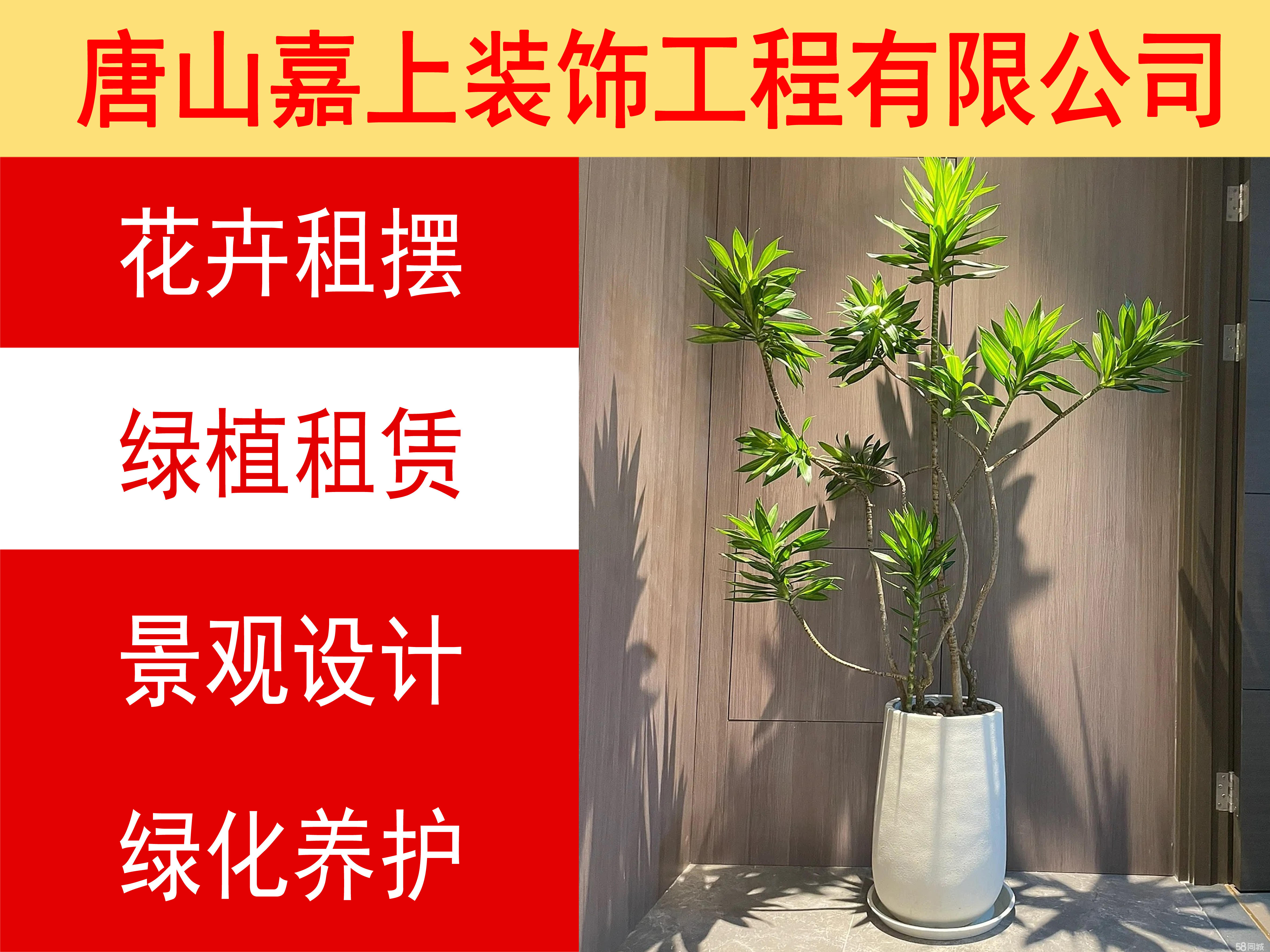 龙安区园艺绿植租赁(绿植花卉租赁租摆公司)