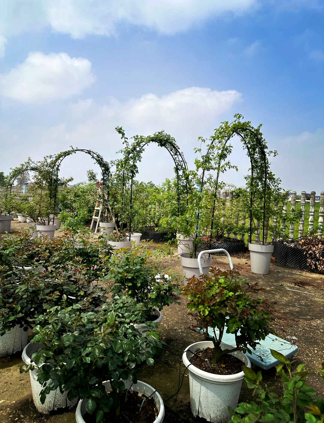 优植园艺月季灌木(最值得入手的灌木月季品种)