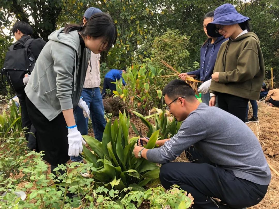 园艺种植眉毛怎么(种植眉毛亲身经历视频)