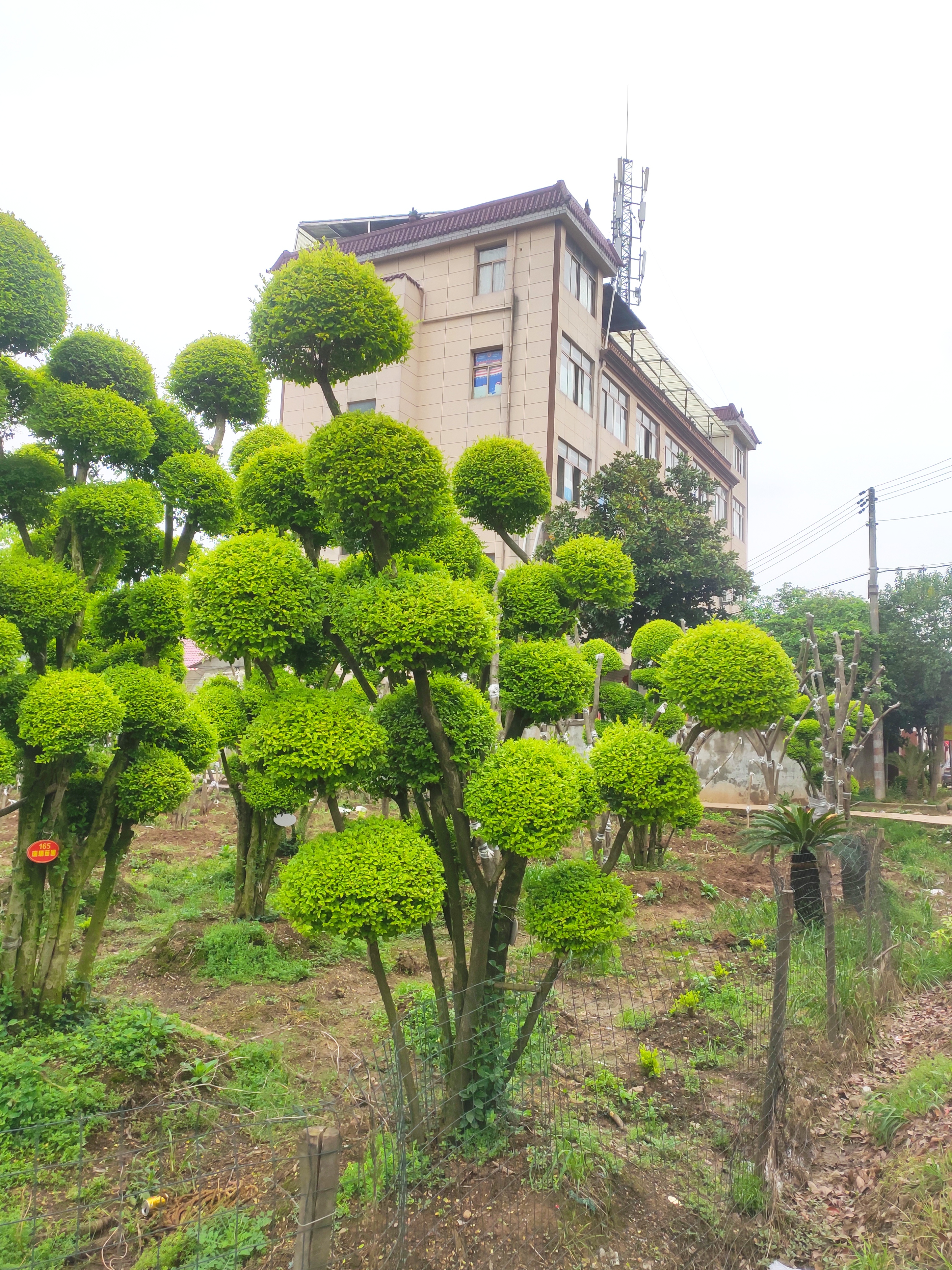 园艺场和园艺部区别大吗(园艺场和园艺部区别大吗知乎)