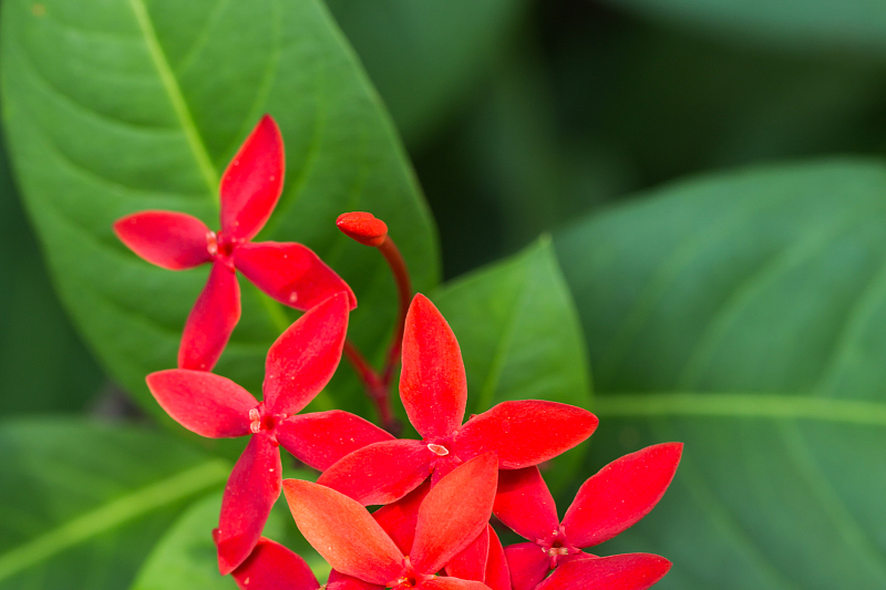 园艺里面的花朵(园艺里面的花朵有哪些)