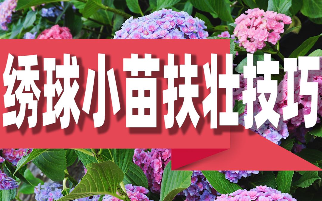 屋檐园艺课堂教程(小学生厨艺课校本课程)