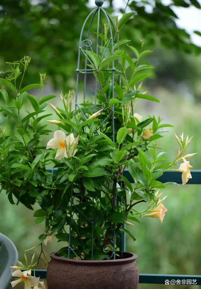 家用园艺爬藤花(花园爬藤怎么设计)