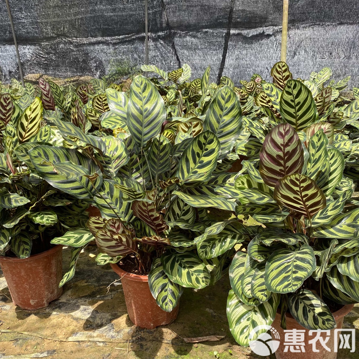 园艺植物大盆图片(园艺植物大盆图片欣赏)