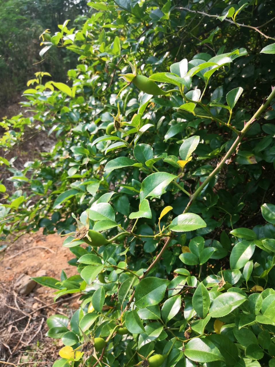 园艺种植金樱子(金樱子的种植利润)